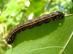 Anisota senatoria by Greg Dwyer. Used under a CC BY-SA 2.5 license.