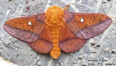 Anisota stigma by J.D. Roberts. Used under a CC BY-SA 2.5 license.