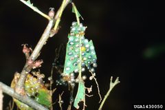 Anisota stigma eggs by Lacy L. Hyche, Auburn University, United States. Used under a CC BY-SA 3.0 license.