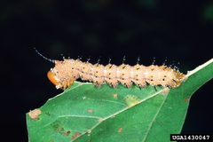 Anisota stigma larva by Lacy L. Hyche, Auburn University, United States. Used under a CC BY-SA 3.0 license.