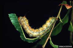 Anisota stigma larva2 by Lacy L. Hyche, Auburn University, United States. Used under a CC BY-SA 3.0 license.