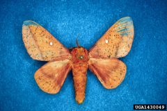 Anisota stigma mounted by Lacy L. Hyche, Auburn University, United States. Used under a CC BY-SA 3.0 license.
