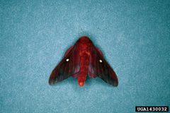 Anisota virginiensis by Lacy L. Hyche, Auburn University, United States. Used under a CC BY-SA 3.0 license.