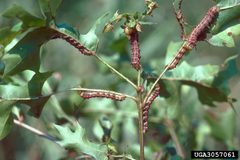 Anisota virginiensis larvae feeding by James Solomon, USDA Forest Service, United States. Used under a CC BY-SA 3.0 license.