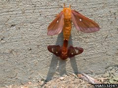 Anisota virginiensis mating by Pennsylvania Department of Conservation and Natural Resources - Forestry Archive, , United States. Used under a CC BY-SA 3.0 license.