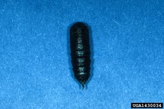 Anisota virginiensis pupa by Lacy L. Hyche, Auburn University, United States. Used under a CC BY-SA 3.0 license.