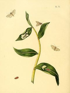 Sepp-Surinaamsche vlinders - pl 076 plate descr. as Phalaena pellucida by Jan Sepp  (1778 - 1853). Used under a Public domain license.