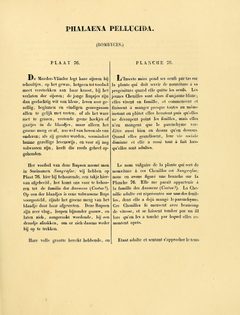 Sepp-Surinaamsche vlinders - pl 076 text1 descr. as Phalaena pellucida by Jan Sepp  (1778 - 1853). Used under a Public domain license.