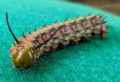 Anisota virginiensis aka Southern Pink-striped Oakworm Moth by RobertJBanach. Used under a CC BY-SA 4.0 license.