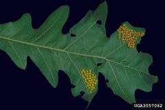 Anisota virginiensis eggs by James Solomon, USDA Forest Service, United States. Used under a CC BY-SA 3.0 license.