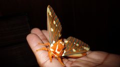 Citheronia regalis by Insectious. Used under a CC BY-SA 4.0 license.