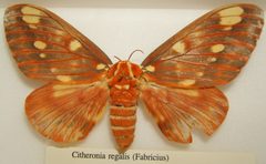 Citheronia regalis female sjh by No machine-readable author provided. Kugamazog~commonswiki assumed (based on copyright claims).. Used under a CC BY-SA 2.5 license.