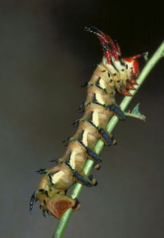 Citheronia regalis larva by Gerald J. Lenhard, Louiana State Univ, United States, Bugwood.org. Used under a CC BY 3.0 us license.