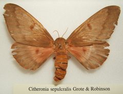 Citheronia sepulcralis female sjh by No machine-readable author provided. Kugamazog~commonswiki assumed (based on copyright claims).. Used under a CC BY-SA 2.5 license.