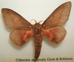 Citheronia sepulcralis male sjh by No machine-readable author provided. Kugamazog~commonswiki assumed (based on copyright claims).. Used under a CC BY-SA 2.5 license.