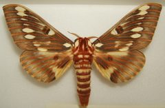 Citheronia splendens male sjh by No machine-readable author provided. Kugamazog~commonswiki assumed (based on copyright claims).. Used under a CC BY-SA 2.5 license.