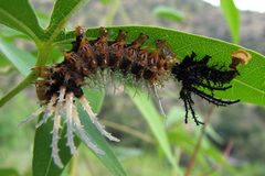 Splendid Royal Moth Caterpillar Moulting - Flickr - treegrow by Katja Schulz from Washington, D. C., USA. Used under a CC BY 2.0 license.