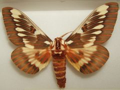 Citheronia splendens sinaloensis male sjh by No machine-readable author provided. Kugamazog~commonswiki assumed (based on copyright claims).. Used under a CC BY-SA 2.5 license.