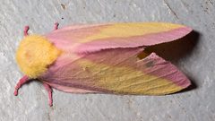 Dryocampa rubicunda by Mike Boone. Used under a CC BY-SA 2.5 license.