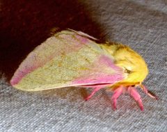 Dryocampa rubicunda 1 by Jacy Lucier. Used under a CC BY-SA 4.0 license.