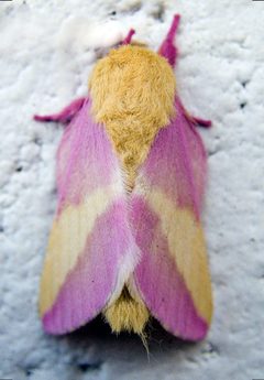 Rosy Maple Moth by wikipedia. Used under a CC BY-SA 3.0 license.