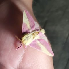 Rosy Maple Moth at Broad Creek Scout Reservation 20220726 by Jstuby. Used under a CC0 license.