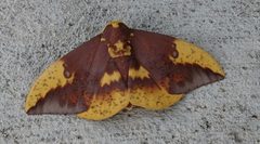 Eacles imperialis - Imperial Moth - Resting by Katrina Nelmes. Used under a CC BY-SA 4.0 license.