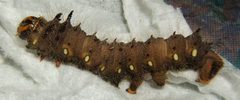 Eacles imperialis 5th instar 3 sjh by No machine-readable author provided. Kugamazog~commonswiki assumed (based on copyright claims).. Used under a CC BY-SA 2.5 license.