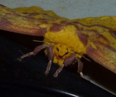 Eacles imperialis face by Dendroica cerulea. Used under a CC BY 2.0 license.