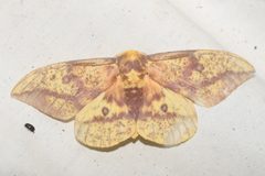 Eacles imperialis ssp. pini by Henrique Pacheco. Used under a CC0 license.