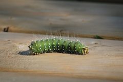 Eacles imperialis ssp. pini larva by Jackson Kusack. Used under a CC0 license.