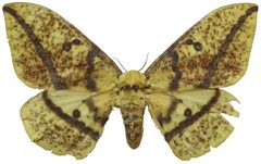 Eacles oslari female by Lsadonkey. Used under a CC BY-SA 4.0 license.