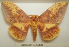 Eacles oslari male sjh by No machine-readable author provided. Kugamazog~commonswiki assumed (based on copyright claims).. Used under a CC BY-SA 2.5 license.