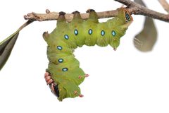 Flickr - ggallice - Eacles oslari by Geoff Gallice from Gainesville, FL, USA. Used under a CC BY 2.0 license.