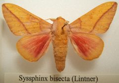 Syssphinx bisecta male sjh by No machine-readable author provided. Kugamazog~commonswiki assumed (based on copyright claims).. Used under a CC BY-SA 2.5 license.