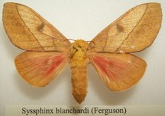 Syssphinx blanchardi female sjh by No machine-readable author provided. Kugamazog~commonswiki assumed (based on copyright claims).. Used under a CC BY-SA 2.5 license.