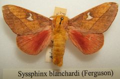 Syssphinx blanchardi male sjh by No machine-readable author provided. Kugamazog~commonswiki assumed (based on copyright claims).. Used under a CC BY-SA 2.5 license.