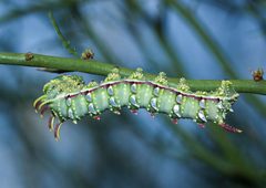 Syssphinx hubbardi 239798503 by Andrew Meeds. Used under a CC BY 4.0 license.