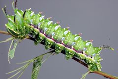 Syssphinx hubbardi caterpillar by Clinton &amp; Charles Robertson from Del Rio, Texas &amp; College Station, TX, USA. Used under a CC BY 2.0 license.