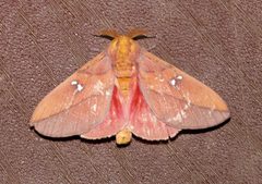 Syssphinx montana by Laura Gaudette. Used under a CC BY 4.0 license.