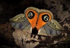 Louisiana IO Moth by Barbara Steiner Photography. Used under a CC BY 4.0 license.