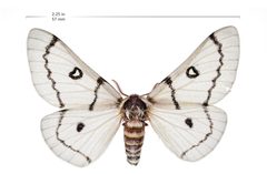 Hemileuca burnsi with scale by Lake Mead NRA Public Affairs. Used under a Public domain license.