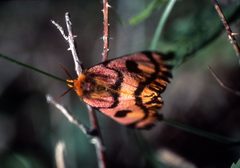 Hemileuca eglanterina by Gillian Bowser. Used under a Public domain license.
