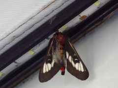 Hemileuca juno 56899012 by johnyochum. Used under a CC BY 4.0 license.