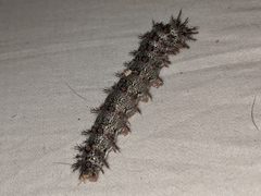Juno Buckmoth by Galenasphaug. Used under a CC BY-SA 3.0 license.