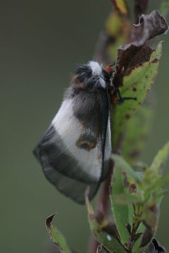 Hemileuca lucina adult side by chris buelow from Massachusetts, United States. Used under a CC BY-SA 2.0 license.