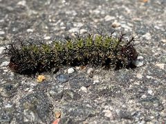 Buck moth caterpillar by NCBioTeacher. Used under a CC0 license.