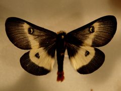 Hemileuca maia by JohnSka. Used under a CC BY-SA 3.0 license.