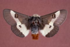 Hemileuca maia 0014195 by Gerald J. Lenhard, Louiana State Univ, Bugwood.org. Used under a CC BY 3.0 license.