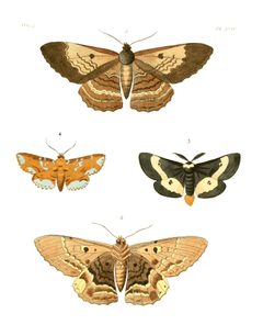 Illustrations of Exotic Entomology II 24 by Plates: Dru Drury (1725–1803). Text: John Obadiah Westwood (1805–1893). Used under a Public domain license.